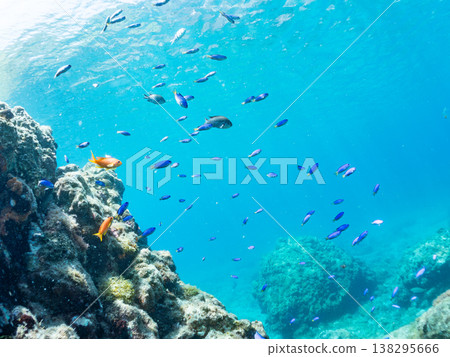 Anthias, Damselfish, Yellowtail, Bigeye Damselfish, Sea Whip, and other species found at Hirizo Beach 138295666