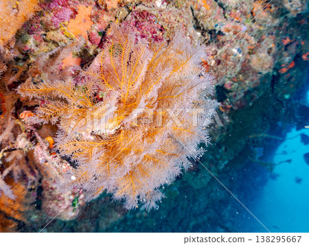 在Hirizo海灘可以找到金魚、藍花魚、黃尾鯛、大眼雀鯛、海鞭魚以及其他魚類。 在Hirizo海灘可以找到金魚、藍花魚、黃尾鯛、大眼雀鯛、海鞭魚以及其他魚類。 138295667