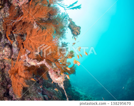Anthias, Damselfish, Yellowtail, Bigeye Damselfish, Sea Whip, and other species found at Hirizo Beach Anthias, Damselfish, Yellowtail, Bigeye Damselfish, Sea Whip, and other species found at Hirizo Beach 138295670