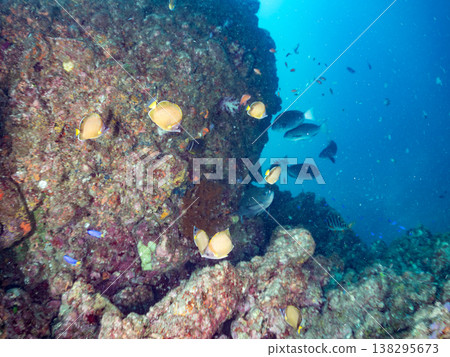 在Hirizo海灘可以找到金魚、藍花魚、黃尾鯛、大眼雀鯛、海鞭魚以及其他魚類。 在Hirizo海灘可以找到金魚、藍花魚、黃尾鯛、大眼雀鯛、海鞭魚以及其他魚類。 138295673
