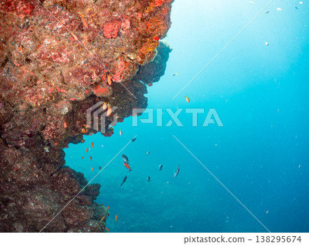 在Hirizo海灘可以找到金魚、藍花魚、黃尾鯛、大眼雀鯛、海鞭魚以及其他魚類。 138295674