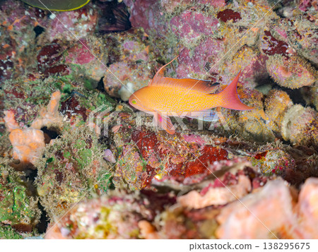 在Hirizo海灘可以找到金魚、藍花魚、黃尾鯛、大眼雀鯛、海鞭魚以及其他魚類。 138295675