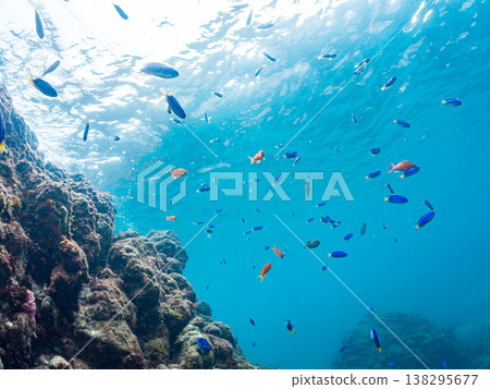 在Hirizo海灘可以找到金魚、藍花魚、黃尾鯛、大眼雀鯛、海鞭魚以及其他魚類。 在Hirizo海灘可以找到金魚、藍花魚、黃尾鯛、大眼雀鯛、海鞭魚以及其他魚類。 138295677