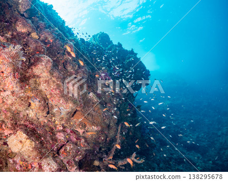 在Hirizo海灘可以找到金魚、藍花魚、黃尾鯛、大眼雀鯛、海鞭魚以及其他魚類。 在Hirizo海灘可以找到金魚、藍花魚、黃尾鯛、大眼雀鯛、海鞭魚以及其他魚類。 138295678
