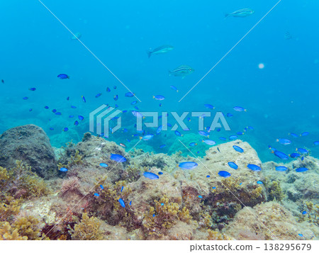 在Hirizo海灘可以找到金魚、藍花魚、黃尾鯛、大眼雀鯛、海鞭魚以及其他魚類。 在Hirizo海灘可以找到金魚、藍花魚、黃尾鯛、大眼雀鯛、海鞭魚以及其他魚類。 138295679