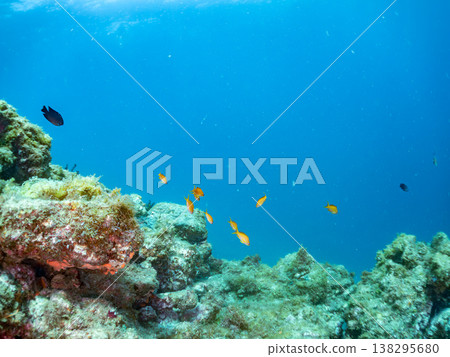 在Hirizo海灘可以找到金魚、藍花魚、黃尾鯛、大眼雀鯛、海鞭魚以及其他魚類。 在Hirizo海灘可以找到金魚、藍花魚、黃尾鯛、大眼雀鯛、海鞭魚以及其他魚類。 138295680
