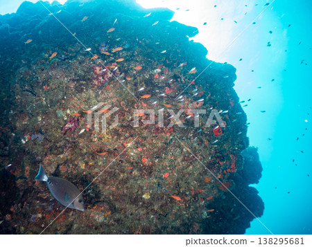 在Hirizo海灘可以找到金魚、藍花魚、黃尾鯛、大眼雀鯛、海鞭魚以及其他魚類。 在Hirizo海灘可以找到金魚、藍花魚、黃尾鯛、大眼雀鯛、海鞭魚以及其他魚類。 138295681