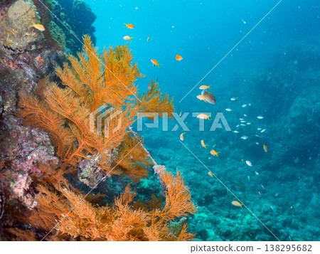 在Hirizo海灘可以找到金魚、藍花魚、黃尾鯛、大眼雀鯛、海鞭魚以及其他魚類。 138295682