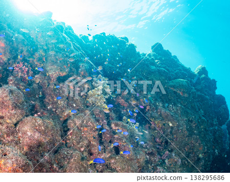 在Hirizo海灘可以找到金魚、藍花魚、黃尾鯛、大眼雀鯛、海鞭魚以及其他魚類。 在Hirizo海灘可以找到金魚、藍花魚、黃尾鯛、大眼雀鯛、海鞭魚以及其他魚類。 138295686