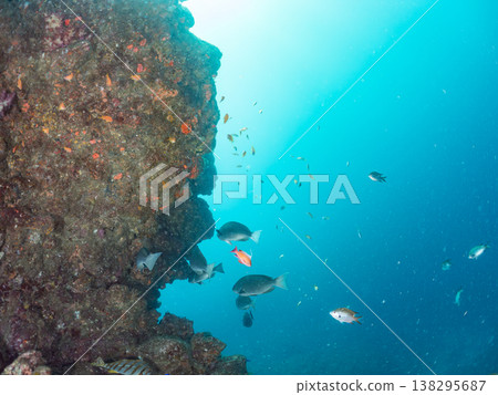 在Hirizo海灘可以找到金魚、藍花魚、黃尾鯛、大眼雀鯛、海鞭魚以及其他魚類。 在Hirizo海灘可以找到金魚、藍花魚、黃尾鯛、大眼雀鯛、海鞭魚以及其他魚類。 138295687