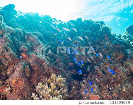 在Hirizo海灘可以找到金魚、藍花魚、黃尾鯛、大眼雀鯛、海鞭魚以及其他魚類。 在Hirizo海灘可以找到金魚、藍花魚、黃尾鯛、大眼雀鯛、海鞭魚以及其他魚類。 138295689