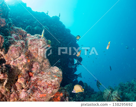 Anthias, Damselfish, Yellowtail, Bigeye Damselfish, Sea Whip, and other species found at Hirizo Beach Anthias, Damselfish, Yellowtail, Bigeye Damselfish, Sea Whip, and other species found at Hirizo Beach 138295692