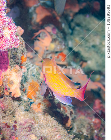在Hirizo海灘可以找到金魚、藍花魚、黃尾鯛、大眼雀鯛、海鞭魚以及其他魚類。 在Hirizo海灘可以找到金魚、藍花魚、黃尾鯛、大眼雀鯛、海鞭魚以及其他魚類。 138295693