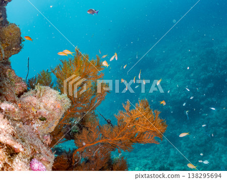 在Hirizo海灘可以找到金魚、藍花魚、黃尾鯛、大眼雀鯛、海鞭魚以及其他魚類。 在Hirizo海灘可以找到金魚、藍花魚、黃尾鯛、大眼雀鯛、海鞭魚以及其他魚類。 138295694