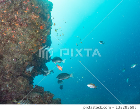 在Hirizo海灘可以找到金魚、藍花魚、黃尾鯛、大眼雀鯛、海鞭魚以及其他魚類。 138295695