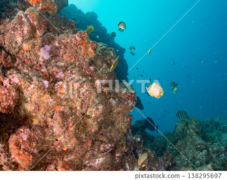 在Hirizo海灘可以找到金魚、藍花魚、黃尾鯛、大眼雀鯛、海鞭魚以及其他魚類。 在Hirizo海灘可以找到金魚、藍花魚、黃尾鯛、大眼雀鯛、海鞭魚以及其他魚類。 138295697