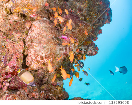 在Hirizo海灘可以找到金魚、藍花魚、黃尾鯛、大眼雀鯛、海鞭魚以及其他魚類。 在Hirizo海灘可以找到金魚、藍花魚、黃尾鯛、大眼雀鯛、海鞭魚以及其他魚類。 138295698