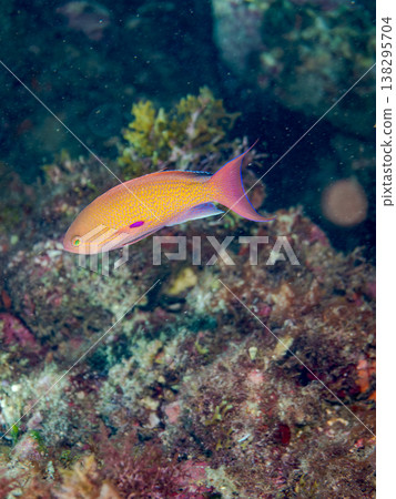 在Hirizo海灘可以找到金魚、藍花魚、黃尾鯛、大眼雀鯛、海鞭魚以及其他魚類。 在Hirizo海灘可以找到金魚、藍花魚、黃尾鯛、大眼雀鯛、海鞭魚以及其他魚類。 138295704