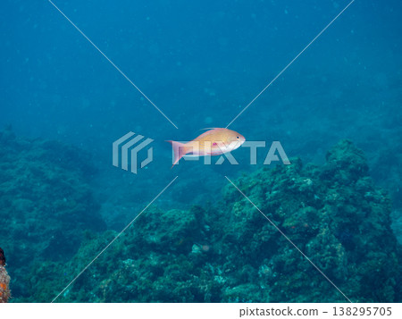 在Hirizo海灘可以找到金魚、藍花魚、黃尾鯛、大眼雀鯛、海鞭魚以及其他魚類。 在Hirizo海灘可以找到金魚、藍花魚、黃尾鯛、大眼雀鯛、海鞭魚以及其他魚類。 138295705