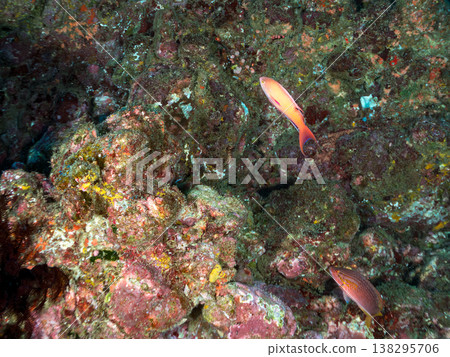 在Hirizo海灘可以找到金魚、藍花魚、黃尾鯛、大眼雀鯛、海鞭魚以及其他魚類。 在Hirizo海灘可以找到金魚、藍花魚、黃尾鯛、大眼雀鯛、海鞭魚以及其他魚類。 138295706