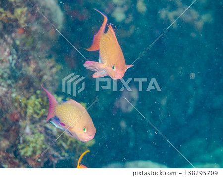 在Hirizo海灘可以找到金魚、藍花魚、黃尾鯛、大眼雀鯛、海鞭魚以及其他魚類。 在Hirizo海灘可以找到金魚、藍花魚、黃尾鯛、大眼雀鯛、海鞭魚以及其他魚類。 138295709