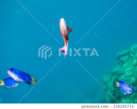 在Hirizo海灘可以找到金魚、藍花魚、黃尾鯛、大眼雀鯛、海鞭魚以及其他魚類。 在Hirizo海灘可以找到金魚、藍花魚、黃尾鯛、大眼雀鯛、海鞭魚以及其他魚類。 138295714
