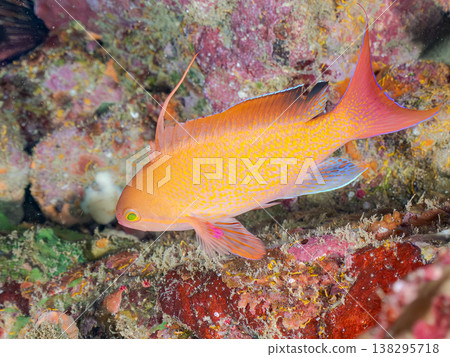 在Hirizo海灘可以找到金魚、藍花魚、黃尾鯛、大眼雀鯛、海鞭魚以及其他魚類。 138295718
