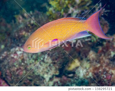 Anthias, Damselfish, Yellowtail, Bigeye Damselfish, Sea Whip, and other species found at Hirizo Beach Anthias, Damselfish, Yellowtail, Bigeye Damselfish, Sea Whip, and other species found at Hirizo Beach 138295721