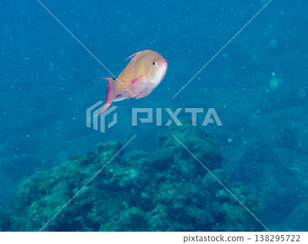 在Hirizo海灘可以找到金魚、藍花魚、黃尾鯛、大眼雀鯛、海鞭魚以及其他魚類。 在Hirizo海灘可以找到金魚、藍花魚、黃尾鯛、大眼雀鯛、海鞭魚以及其他魚類。 138295722