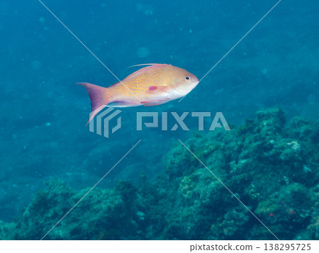 Anthias, Damselfish, Yellowtail, Bigeye Damselfish, Sea Whip, and other species found at Hirizo Beach Anthias, Damselfish, Yellowtail, Bigeye Damselfish, Sea Whip, and other species found at Hirizo Beach 138295725