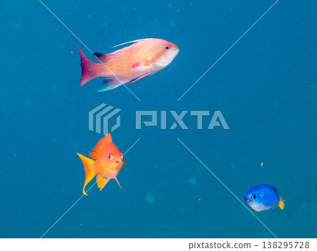 在Hirizo海灘可以找到金魚、藍花魚、黃尾鯛、大眼雀鯛、海鞭魚以及其他魚類。 在Hirizo海灘可以找到金魚、藍花魚、黃尾鯛、大眼雀鯛、海鞭魚以及其他魚類。 138295728