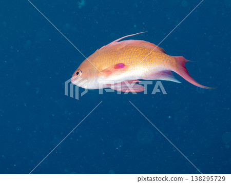 在Hirizo海灘可以找到金魚、藍花魚、黃尾鯛、大眼雀鯛、海鞭魚以及其他魚類。 在Hirizo海灘可以找到金魚、藍花魚、黃尾鯛、大眼雀鯛、海鞭魚以及其他魚類。 138295729