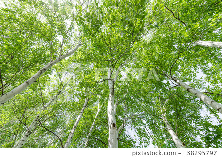 Fresh green birch trees (image of fresh green leaves) Fresh green birch trees (image of fresh green leaves) 138295797