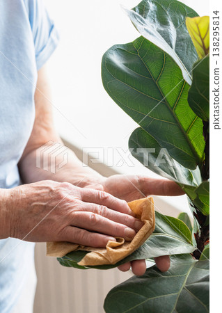 Elderly woman carefully wipes dust from leaves of a Ficus lyrata tree with a cloth while tending to plants and housework. Indoor gardening, mindfulness, and connection with nature in personal space. 138295814
