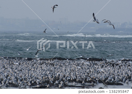 Seagulls flocking on a rough coastline 138295847