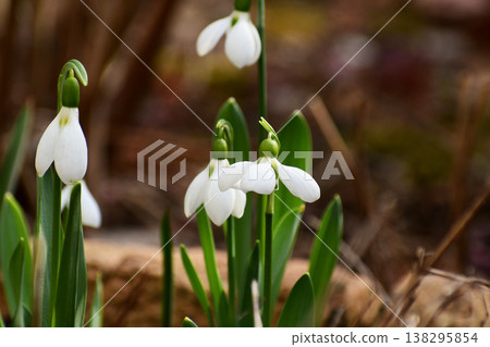 花園裡的雪花蓮,向下盛開 花園裡的雪花蓮,向下盛開 138295854
