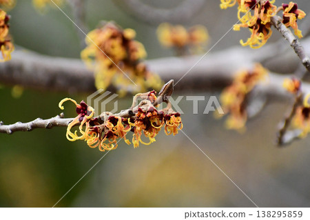 Witch hazel's slender flowers 138295859