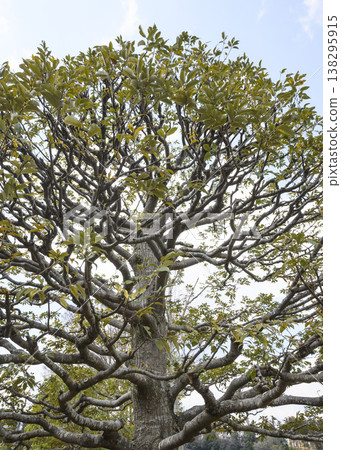 早春時節樟樹的形狀、枝乾和葉子 138295915