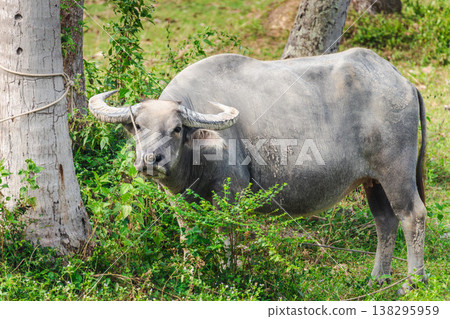 Water buffalo tied near tree grazing in tropical rural field 138295959