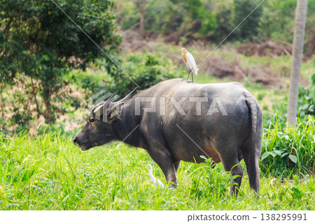 Water buffalo with cattle egret birds in tropical rural field 138295991