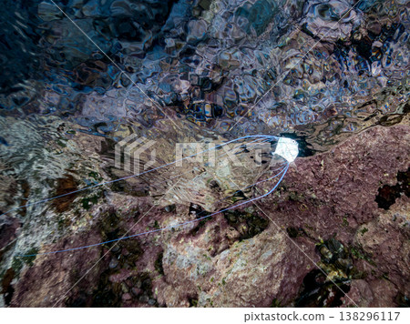 Juvenile threadfin trevally swimming on the water's surface. Others. Hirizo Beach, Nakagi, Minamiizu Town, Shizuoka Prefecture, Izu Peninsula - 2025 One of Japan's leading snorkeling spots. 138296117