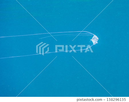 幼年絲鰭鰺在水面遊動。其他。日本伊豆半島靜岡縣南伊豆町中木市Hirizo海灘 - 2025，日本頂級浮潛地點之一。 138296135