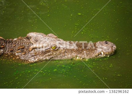 Crocodile head floating in green water with bright eye and textured scales in a calm tropical wildlife scene Crocodile head floating in green water with bright eye and textured scales in a calm tropical wildlife scene 138296162