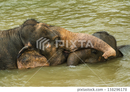 Two Asian elephants relaxing and bathing in a muddy river in Thailand, gentle interaction with raised trunks in a calm tropical natural setting Two Asian elephants relaxing and bathing in a muddy river in Thailand, gentle interaction with raised trunks in a calm tropical natural setting 138296178