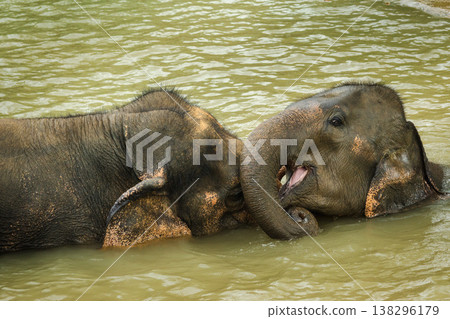 Young Asian elephant playfully opening its mouth while resting against an adult elephant during a calm river bath in Thailand Young Asian elephant playfully opening its mouth while resting against an adult elephant during a calm river bath in Thailand 138296179