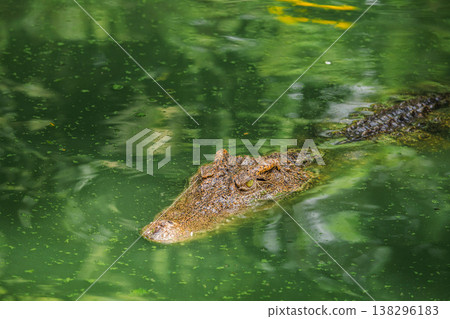 Crocodile swimming slowly through green algae covered pond with focused eye and rough armored skin in tropical wildlife setting Crocodile swimming slowly through green algae covered pond with focused eye and rough armored skin in tropical wildlife setting 138296183