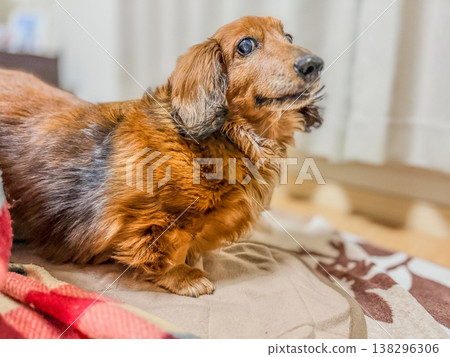 A senior miniature dachshund looking up indoors 138296306