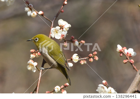 White-eye that sucks the nectar of plum blossoms 138296441