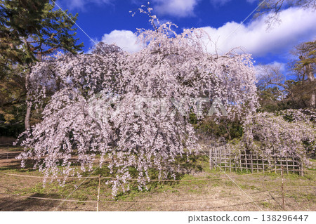 近衛垂枝櫻花樹：京都著名的賞櫻勝地，京都御苑的一部分，位於近衛宅邸遺址的垂枝櫻花樹，是京都的旅遊景點。 138296447