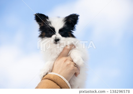 A close-up shot of human hands lifting a small black and white Papillon puppy up towards the bright sky. Concept of care, friendship, and love for pets 138296578